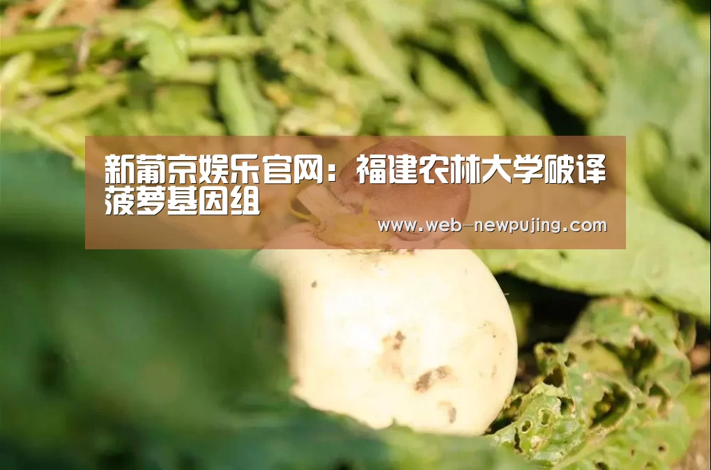 澳门新葡京游戏